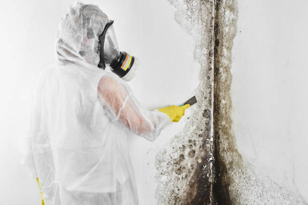 Best Office Mold Removal Services  in Silver City, NM