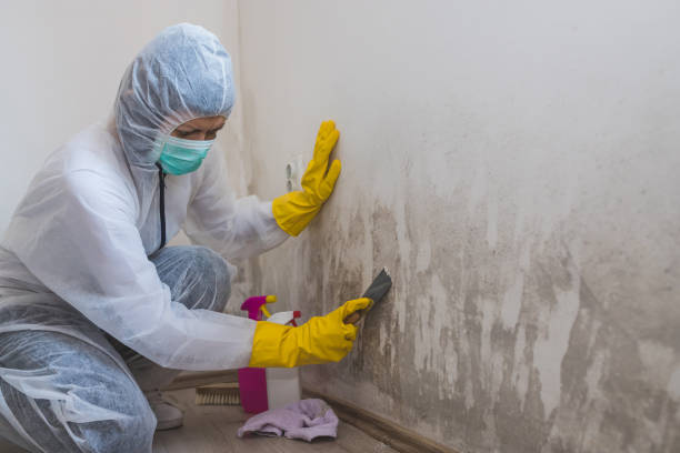 Best Mold Removal Specialists  in Silver City, NM