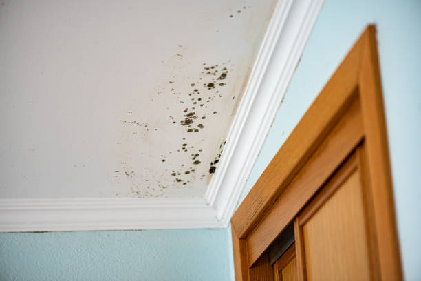 Best Affordable Mold Removal  in Silver City, NM
