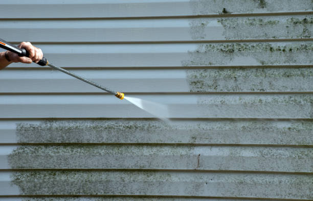 Best Mold Remediation  in Silver City, NM