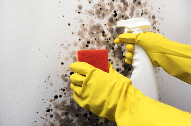 Best Black Mold Removal  in Silver City, NM