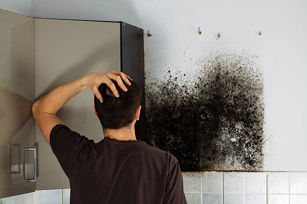 Best Mold Testing  in Silver City, NM