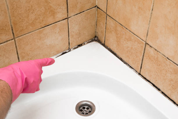 Best Mold Damage Repair  in Silver City, NM